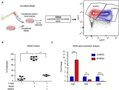 Glioblastoma Myeloid-Derived Suppressor Cell Subsets Express Differential Macrophage Migration Inhibitory Factor Receptor Profiles That Can Be Targeted to Reduce Immune Suppression